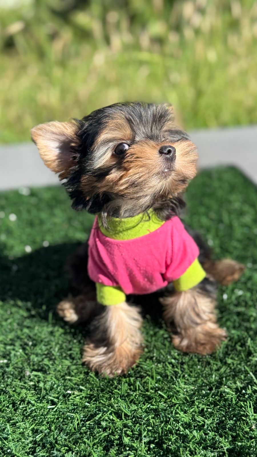 Nala, Yorkshire Terrier adorable con suéter rosa y verde